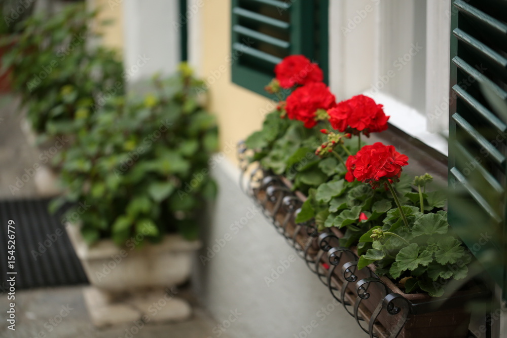 a typical austrian window with green louvered shuters and square paned windows with flowers in hanging flower pots a typical austrian window with green louvered shuters and square paned windows with flowers in hanging flower pots