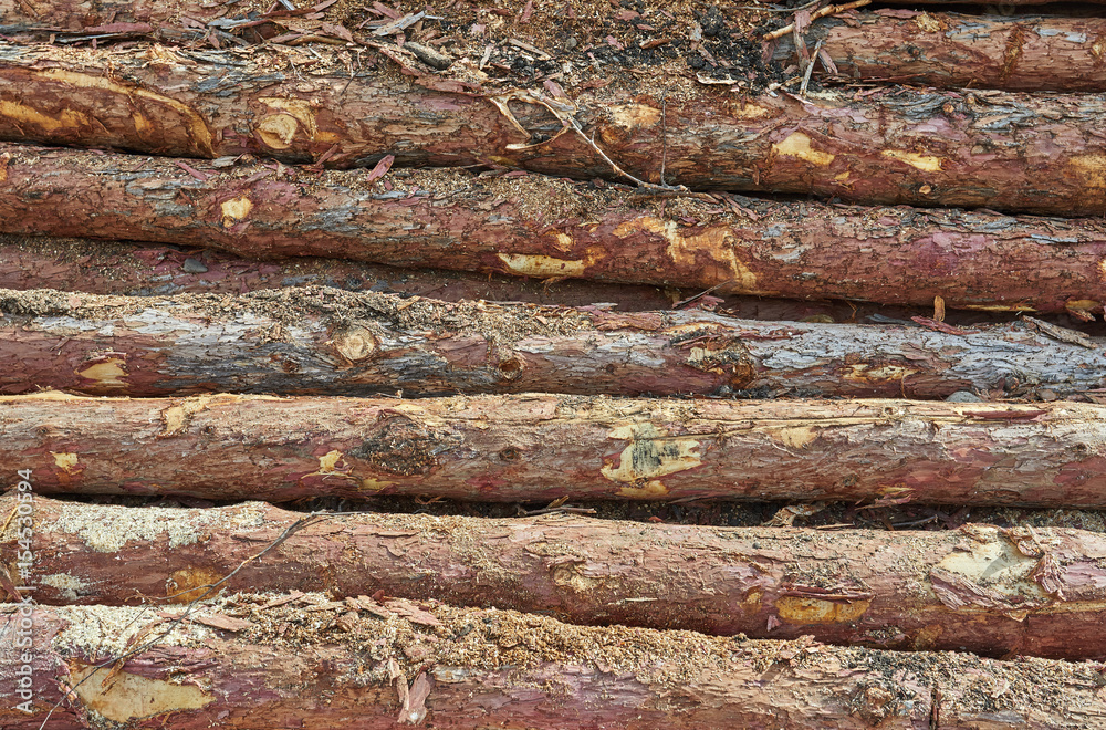 Stack of logs Stack of logs