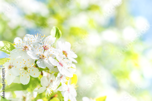 White flowers on a blossom cherry tree