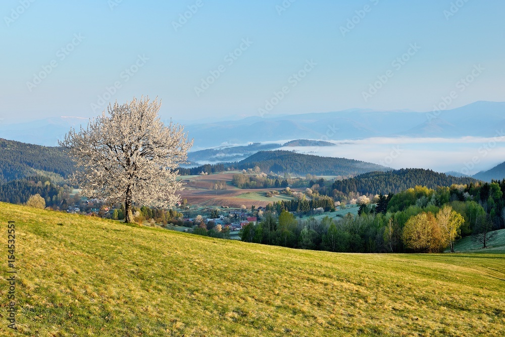 Spring meadows and fields landscape in Slovakia. Low Tatras panorama with snowy peaks. Blooming cherry trees. Cloudly inversion after the rain.