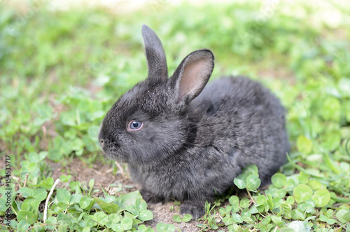 Little gray rabbit on a meadow with clover close up