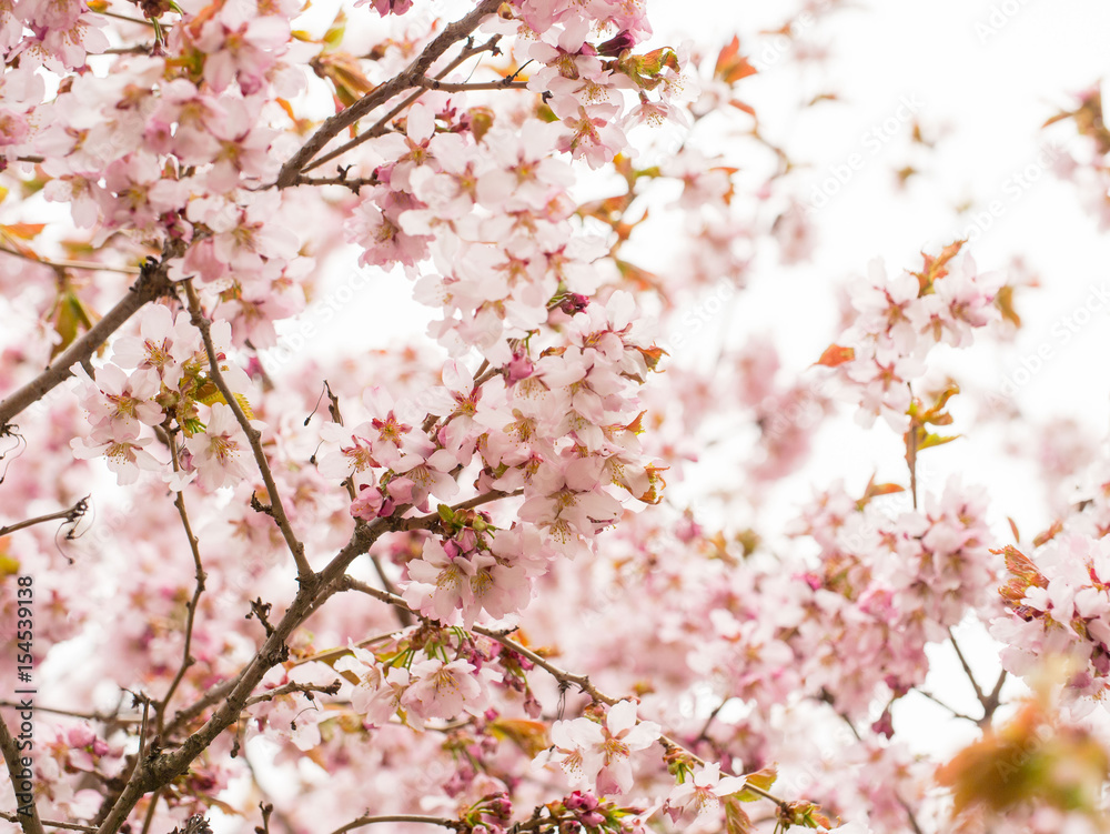 Branch with blossoms Sakura. Abundant flowering bushes with pink buds cherry blossoms in the spring. Branch with blossoms Sakura. Abundant flowering bushes with pink buds cherry blossoms in the spring.