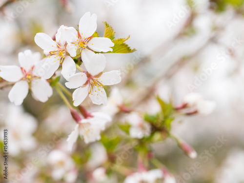 Branch with blossoms Sakura. Abundant flowering bushes with pink buds cherry blossoms in the spring. Prunus incisa