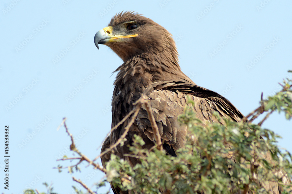 Fototapeta premium The steppe eagle (Aquila nipalensis) 