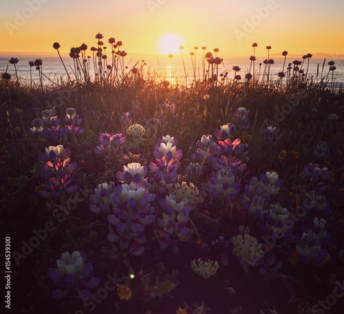 Sunset flowers