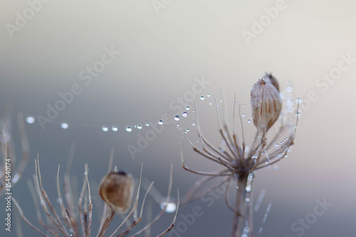 Serene dew drops on a frosty morning