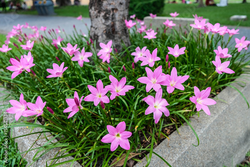 Many pink flowers with green grass under a tall tree