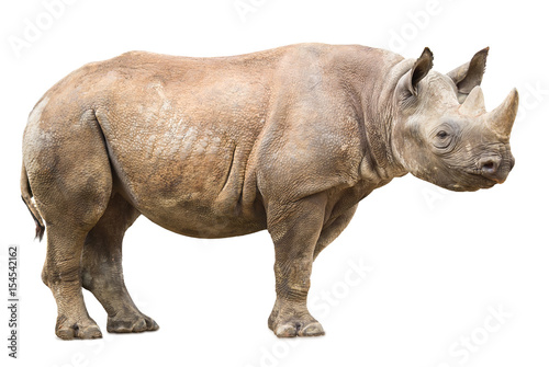 African white rhinoceros photo