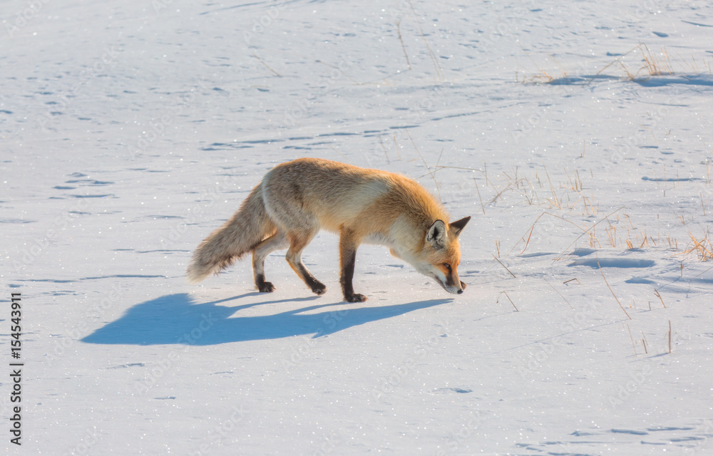 Fototapeta premium Red fox walking through the winter snow