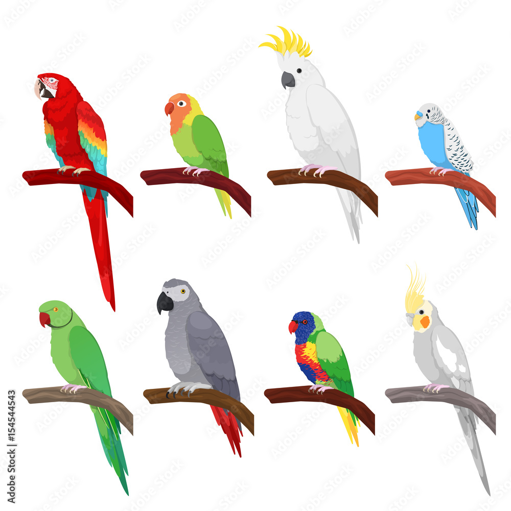 Naklejka premium Tropikalna papuga zestaw na białym tle na białym tle. Ilustracji wektorowych