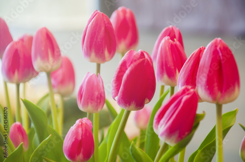 Tulips flower
