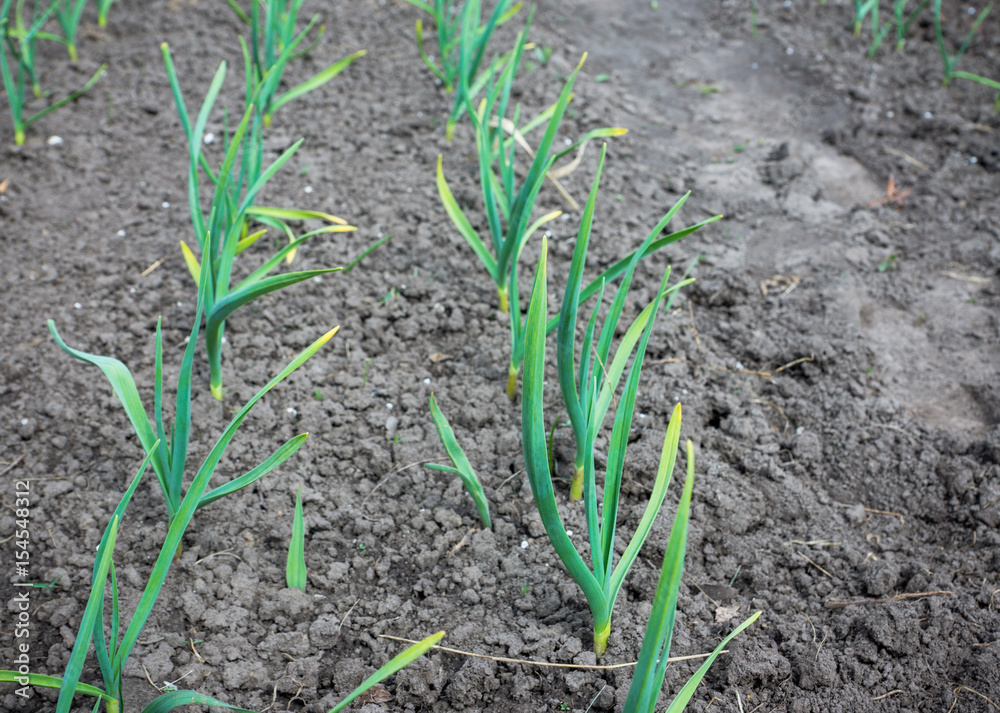 Garden bed with fresh green onion. Selective focus. Garden bed with fresh green onion. Selective focus.