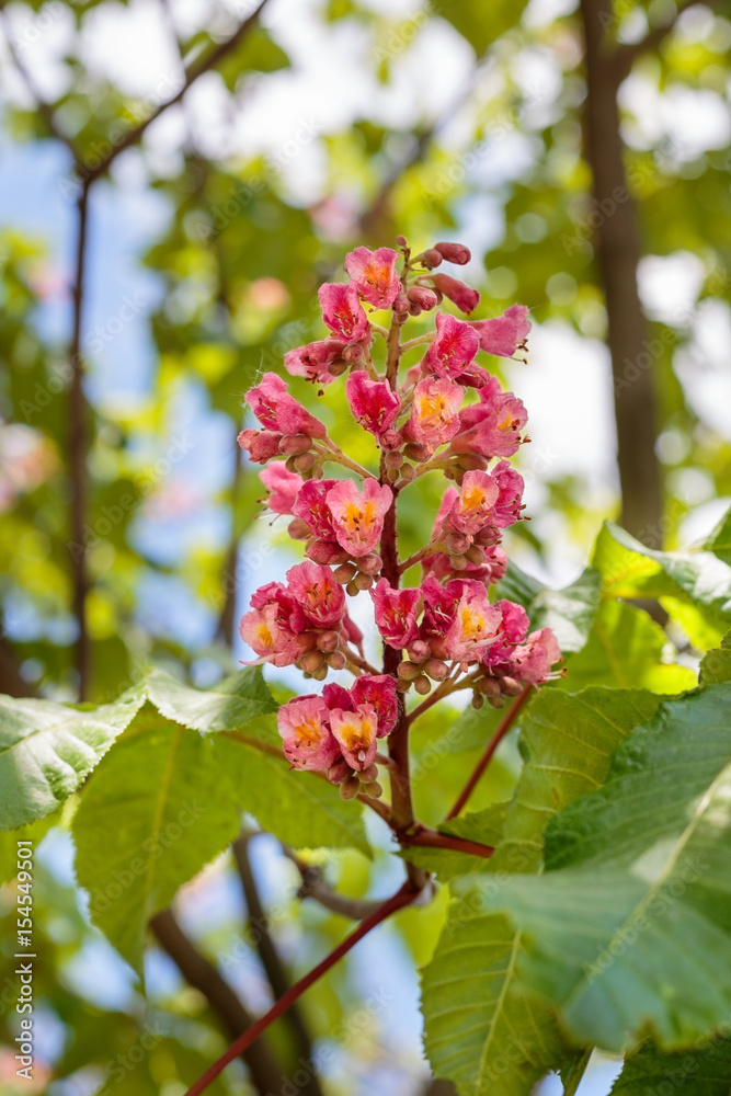 Aesculus × carnea, or red horse-chestnut in blossom. Closeup on a tree branch. Trees in blossom series. Aesculus × carnea, or red horse-chestnut in blossom. Closeup on a tree branch. Trees in blossom series.