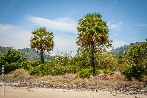 two palms on the beach, at the shore of Andaman sea, southern region of Myanmar