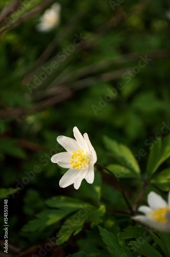 Flowers white hellebore photo