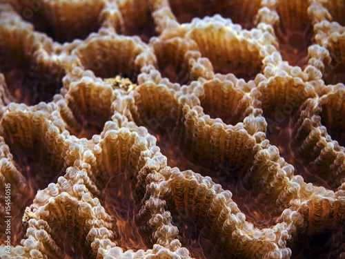 Frilly Lettuce Coral, Salat Koralle (Pectinia lactuca) photo