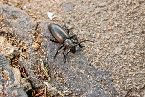 Closeup of a black beetle 