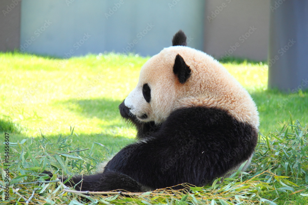 Fototapeta premium Side face of Panda on grasses