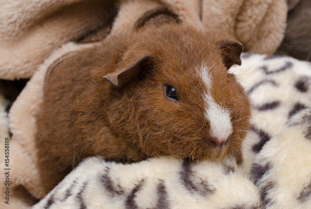 schläfriges Baby-Meerschweinchen (US-Teddy, 4 Wochen) schläfriges Baby-Meerschweinchen (US-Teddy, 4 Wochen)