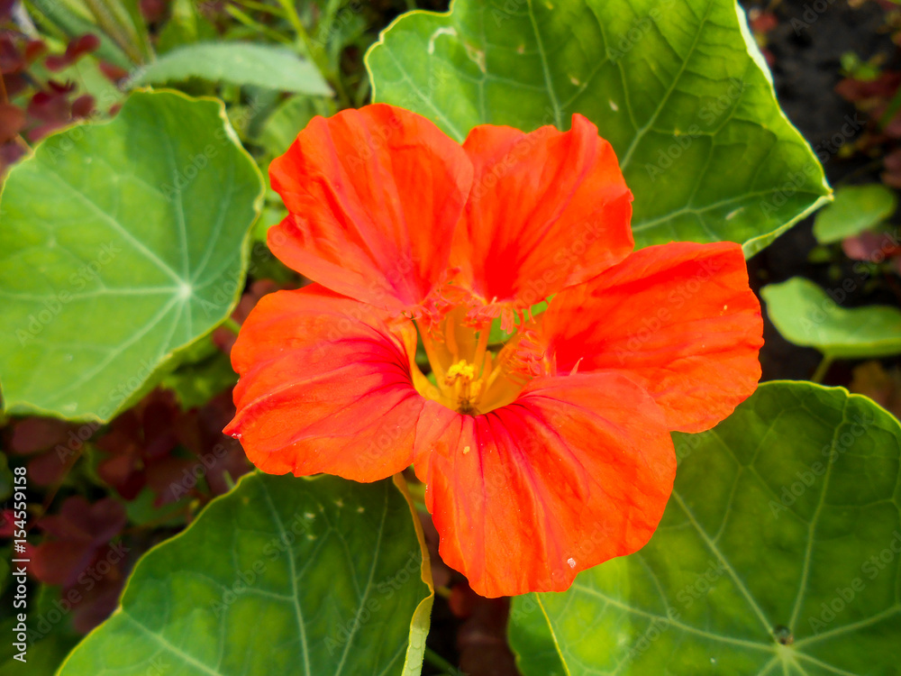 Striped orange large petunia in the garden Striped orange large petunia in the garden