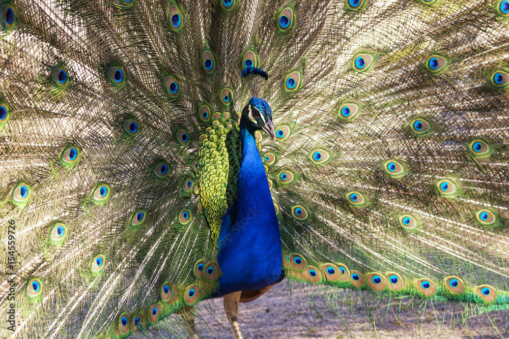 Naklejka premium Blue peafowl