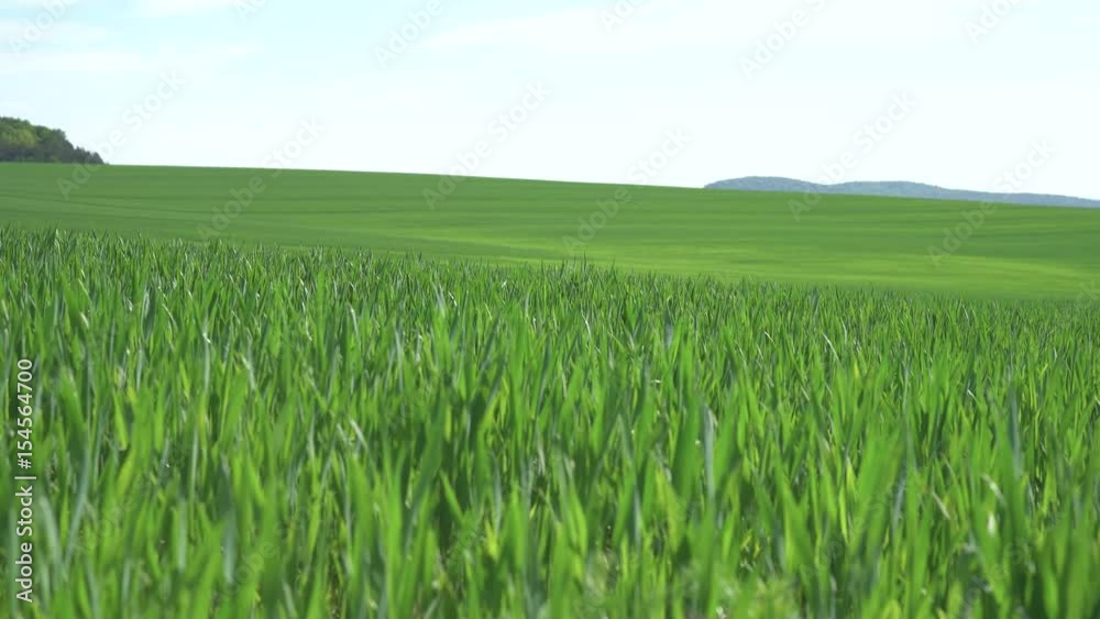 Green wheat field on a background of mountains. Green wheat field on a background of mountains.