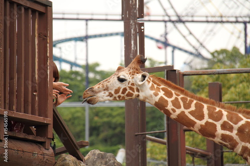 Feeding to Giraffe