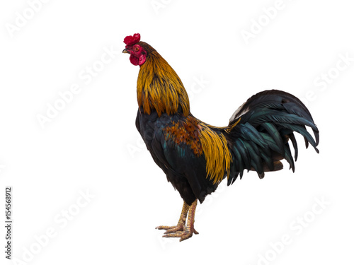 chicken bantam ,Rooster crowing