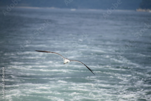 Sea gull flys on the sea
