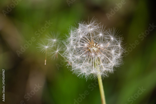 Dandelion clock dispersing seed,