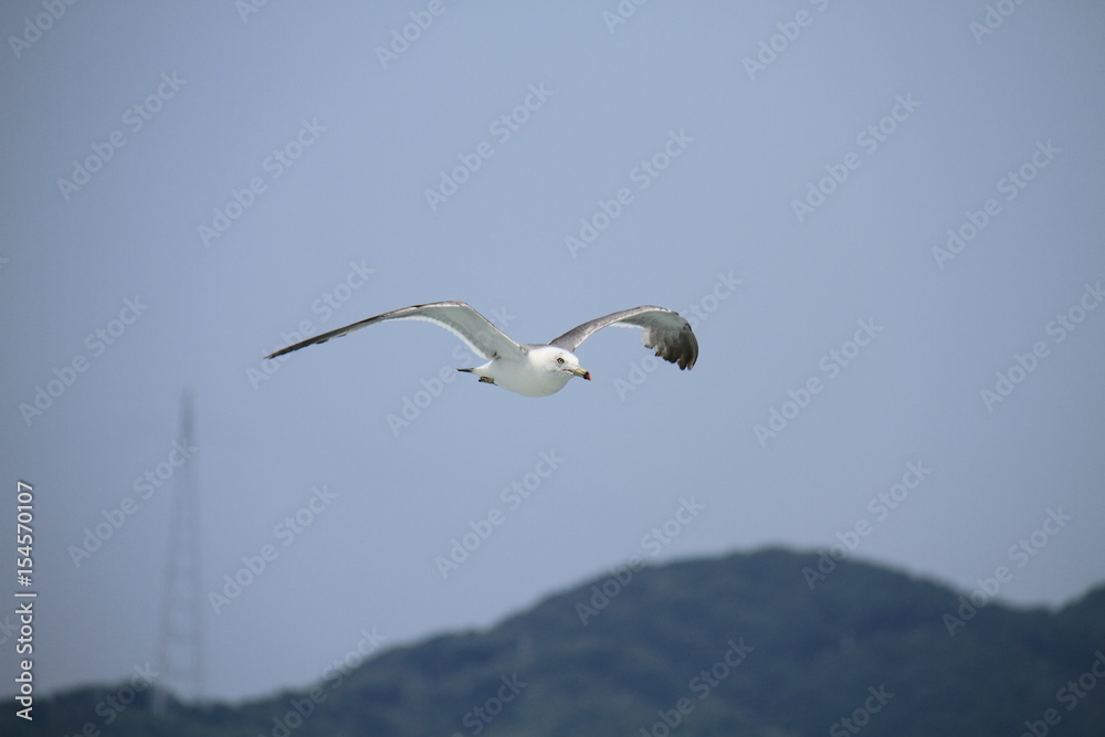 Sea gull flys on the sea