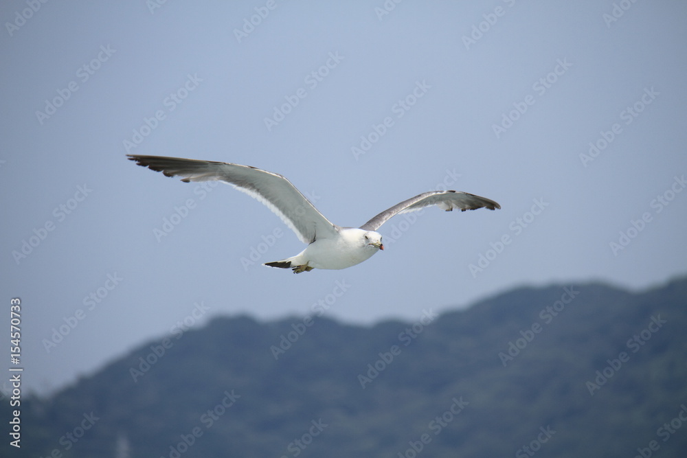 Sea gull flys on the sea Sea gull flys on the sea