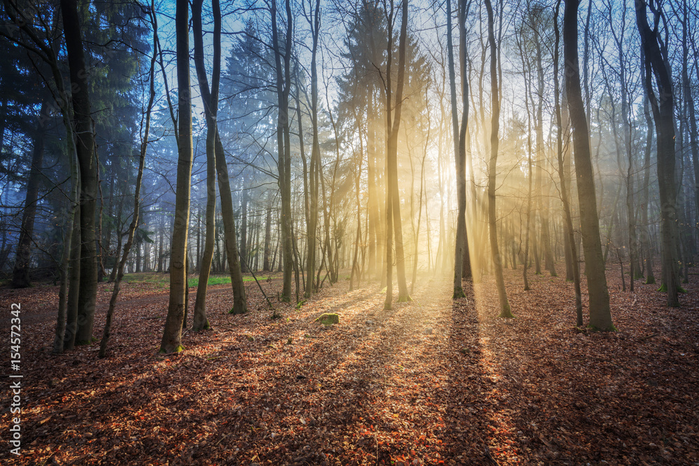 Fototapeta premium Sonnenaufgang im Nationalpark Kellerwald