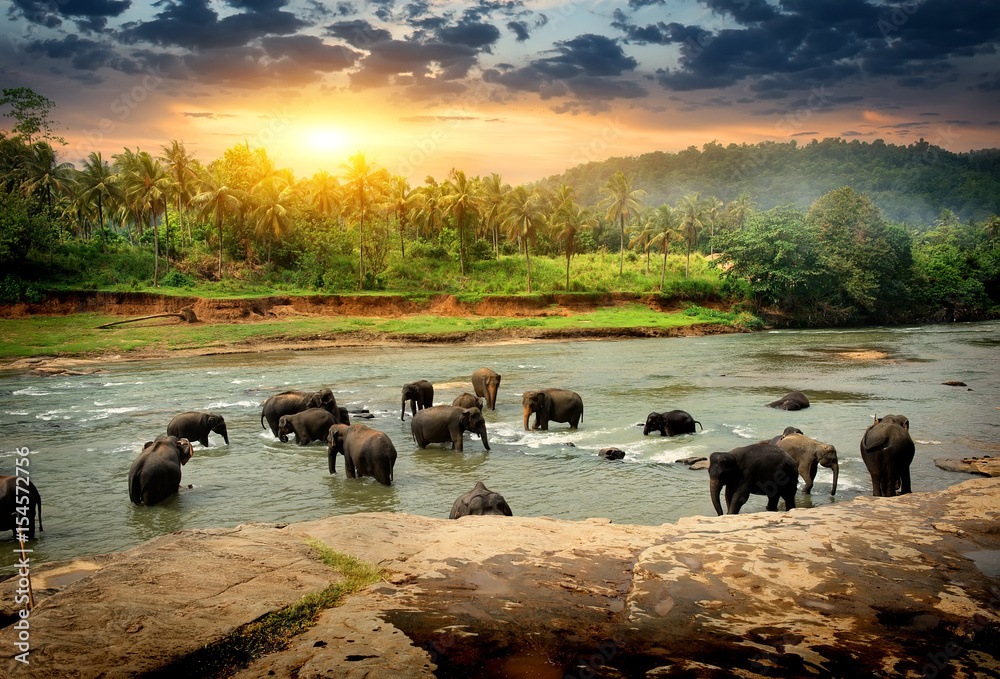 Fototapeta premium Elephants in jungle