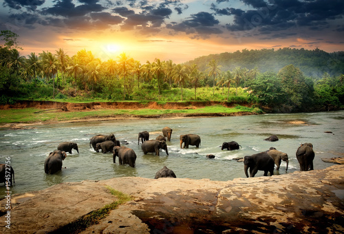 Elephants in jungle photo