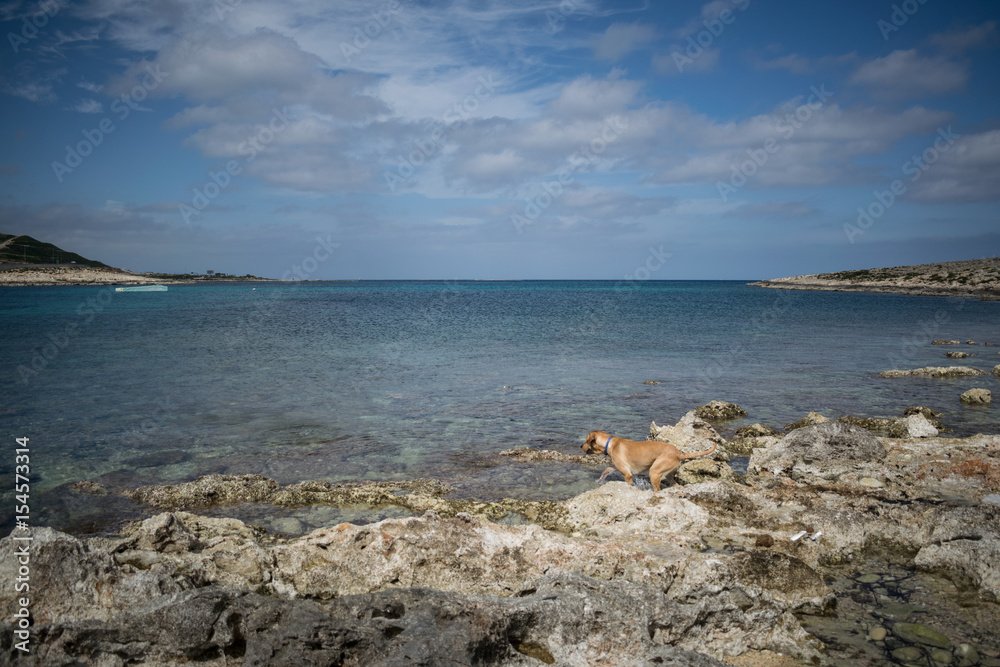Dog in a maltese bay - Mediterranean coast