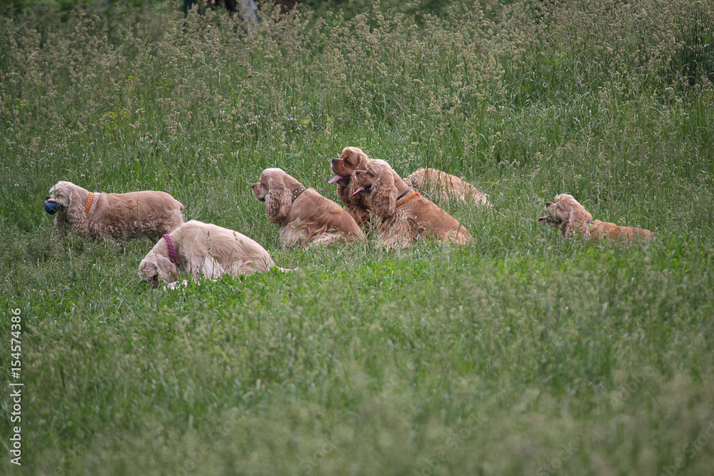 Group of red spaniels on a walk. Pets Group of red spaniels on a walk. Pets