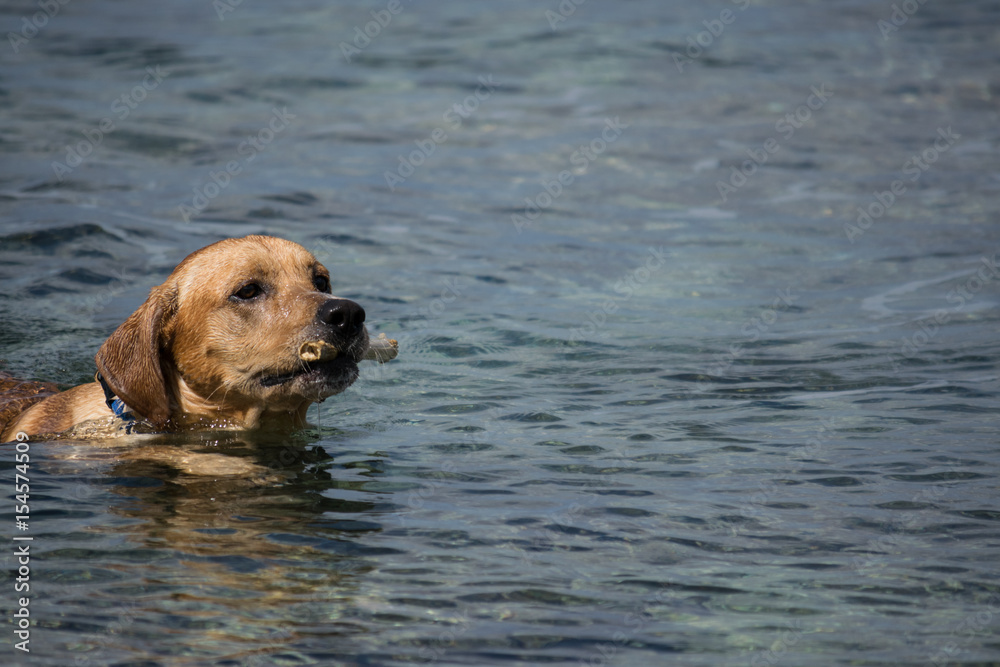Dog swimming with a stick in his mouth Dog swimming with a stick in his mouth