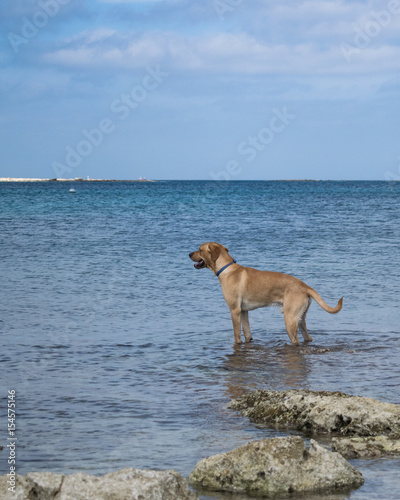 Labrador on a rocky beach in Malta