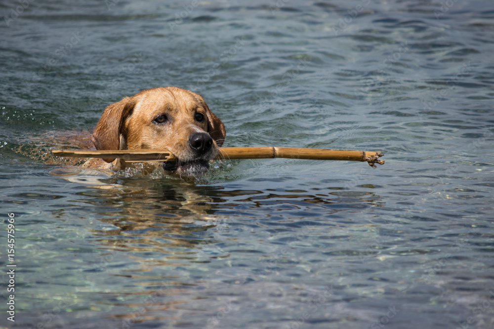 Labrador swimming with a stick in mouth