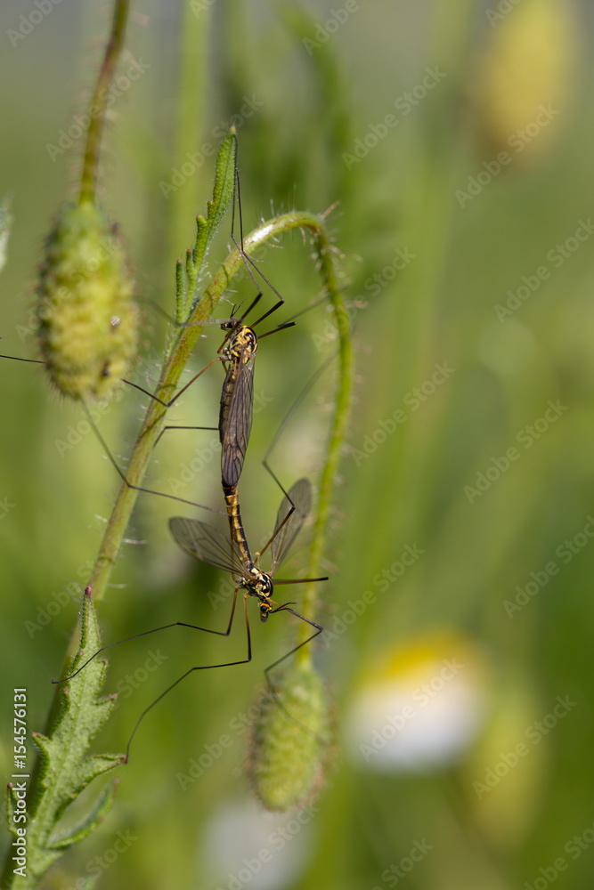 Liebesspiel der Schnaken Liebesspiel der Schnaken