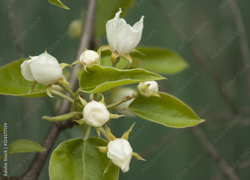 Fototapeta premium Apple tree blossoms