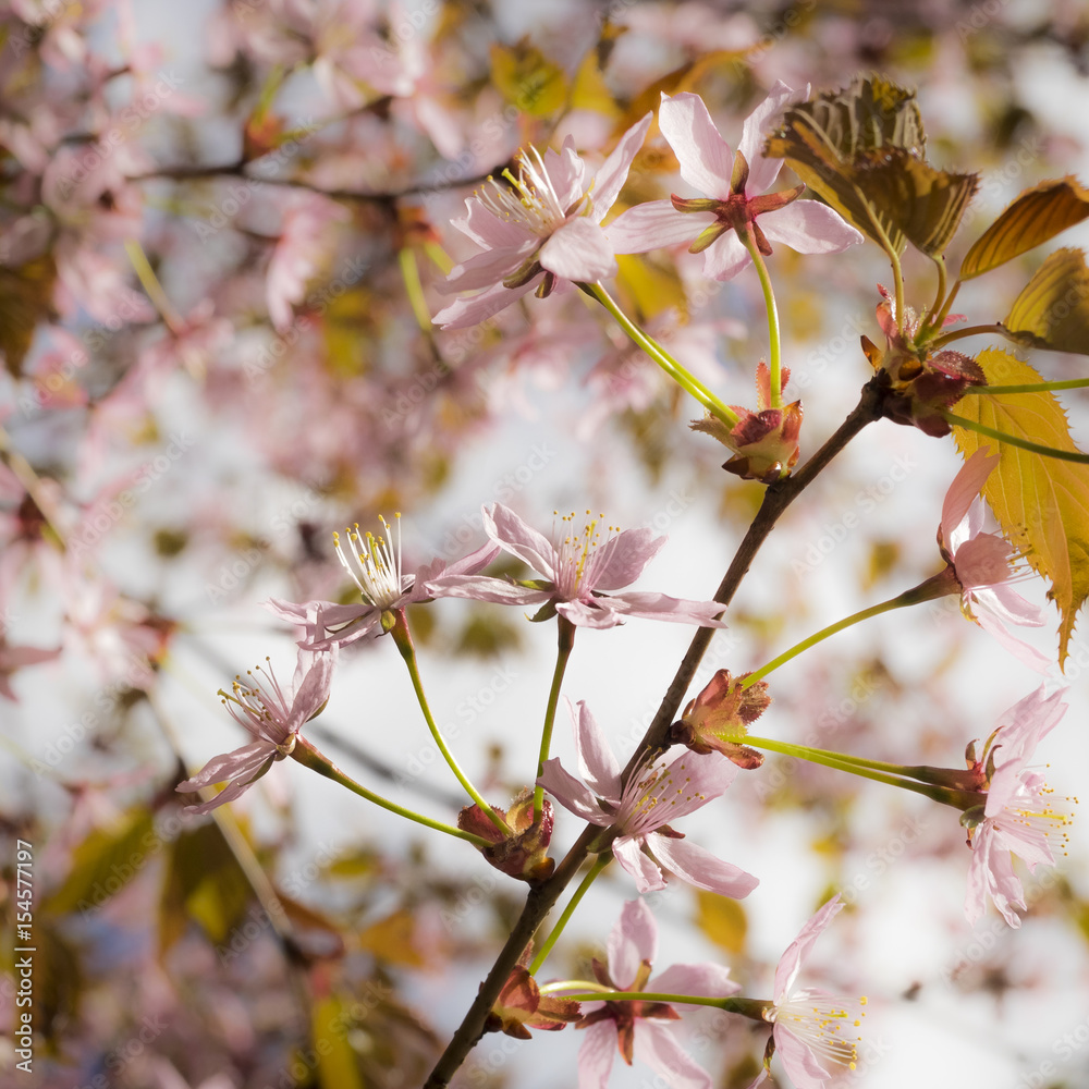 Cherry Blossom