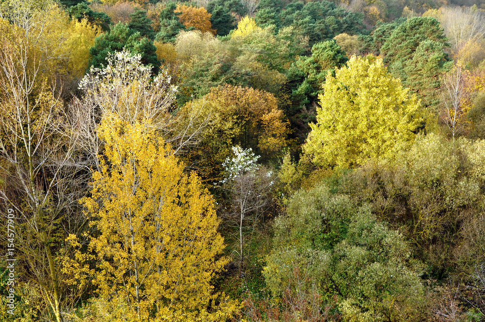 Fototapeta premium Panoramic view of autumn deciduous forest with orange, yellow and green trees.