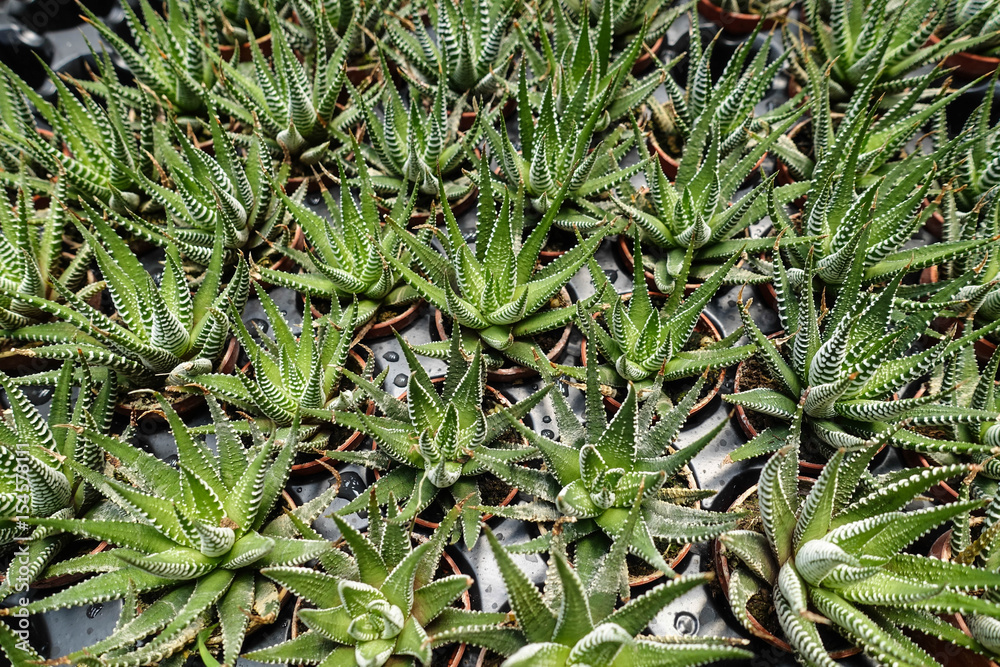 Display of succulent plants for sale. Display of succulent plants for sale.