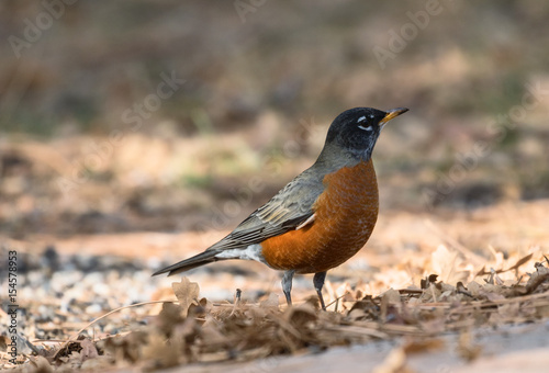 A closeup view of a red-breasted American Robin in the late autumn on a background of fallen leaves near the Grand Canyon
