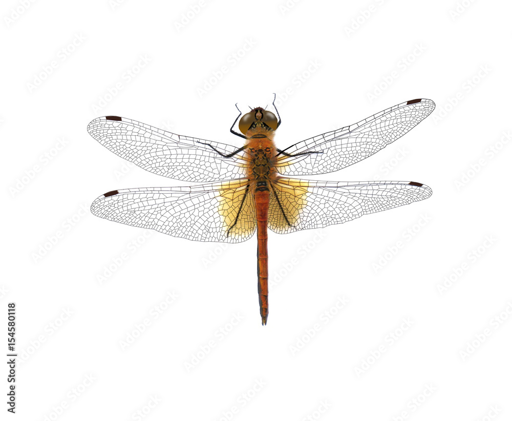 Dragonfly isolated on white background Dragonfly isolated on white background
