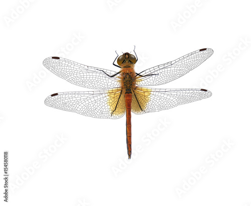 Dragonfly isolated on white background © rvo233