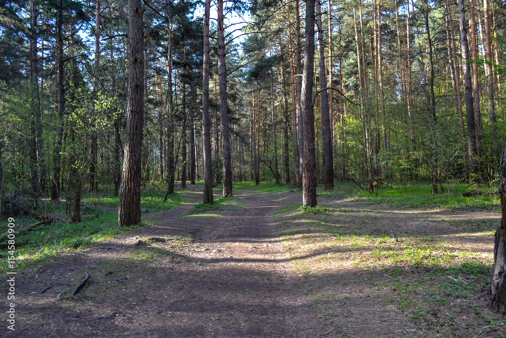 Fototapeta premium Path in the Pine Forest