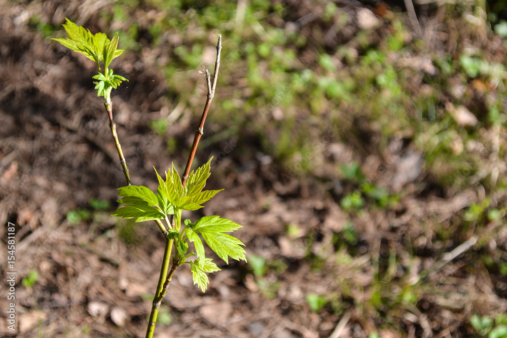 Young plant. The first leaves. In the forest